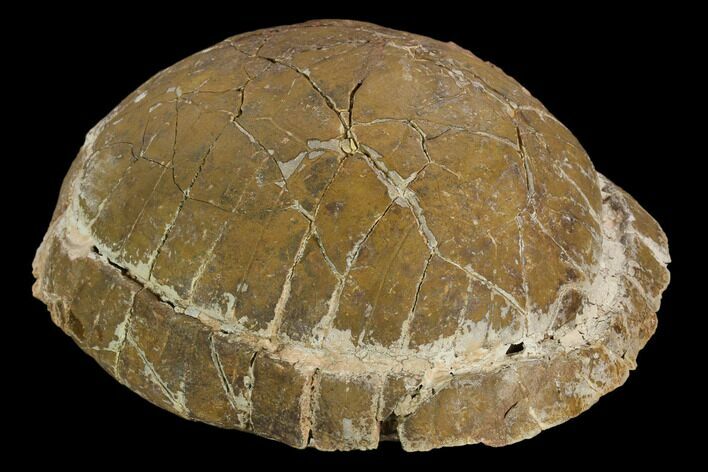 Fossil Tortoise (Testudo) - South Dakota #129249
